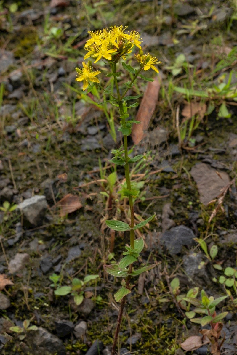 SQUARE-STALKED ST JOHN'S WORT Hypericum tetrapterum
