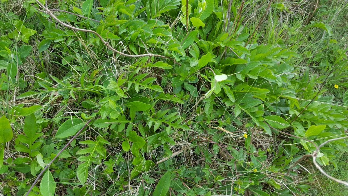 SAW-WORT Serratula tinctoria