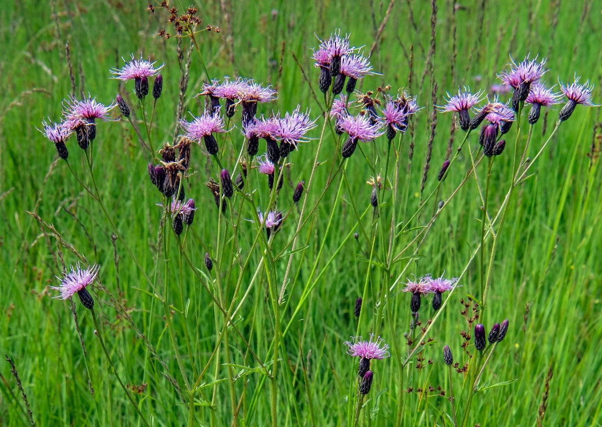 SAW-WORT Serratula tinctoria