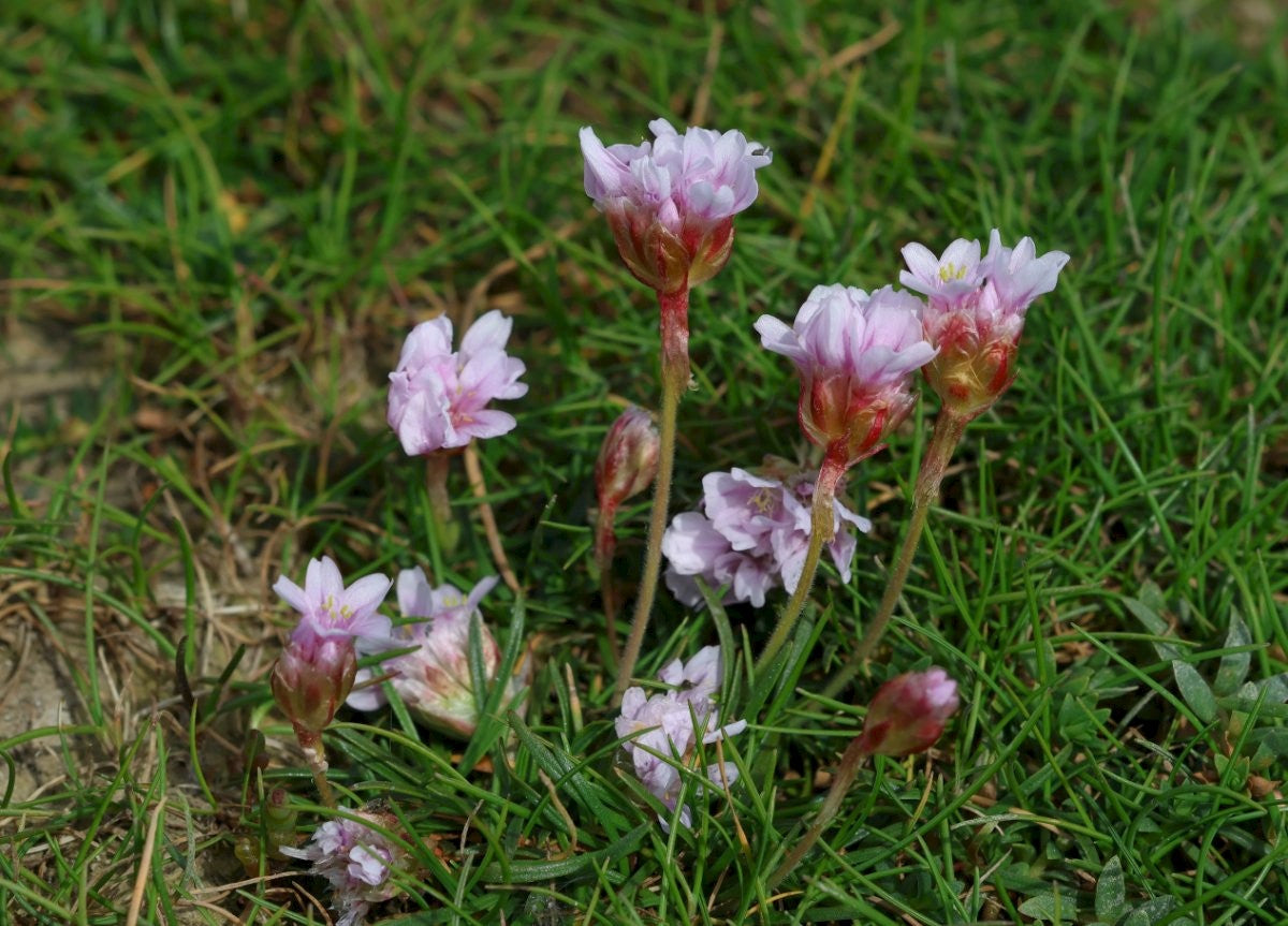SEA THRIFT Armeria maritima