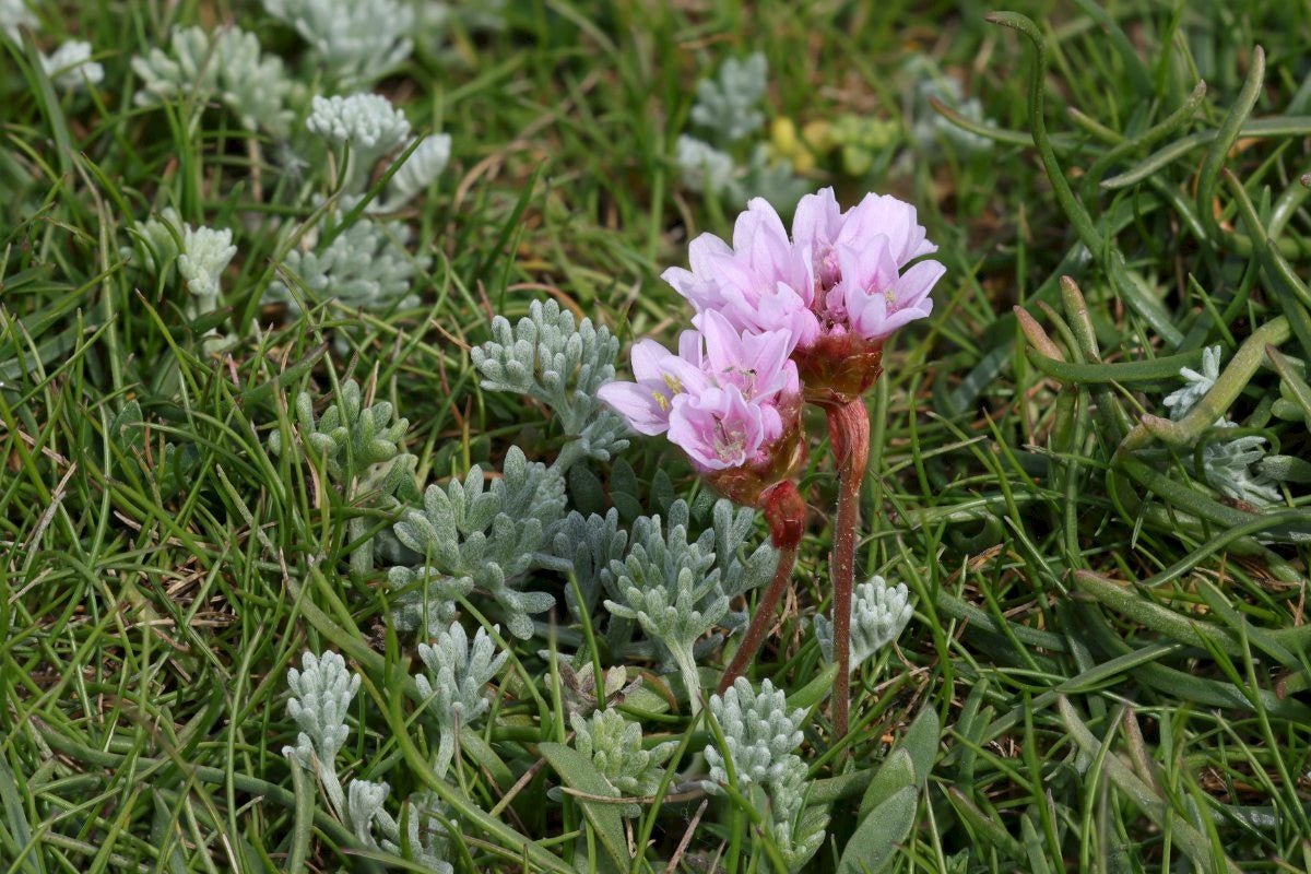 SEA THRIFT Armeria maritima