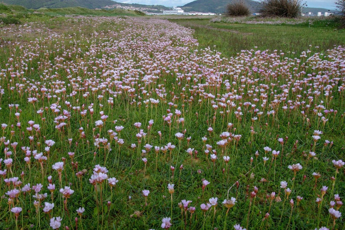 SEA THRIFT Armeria maritima
