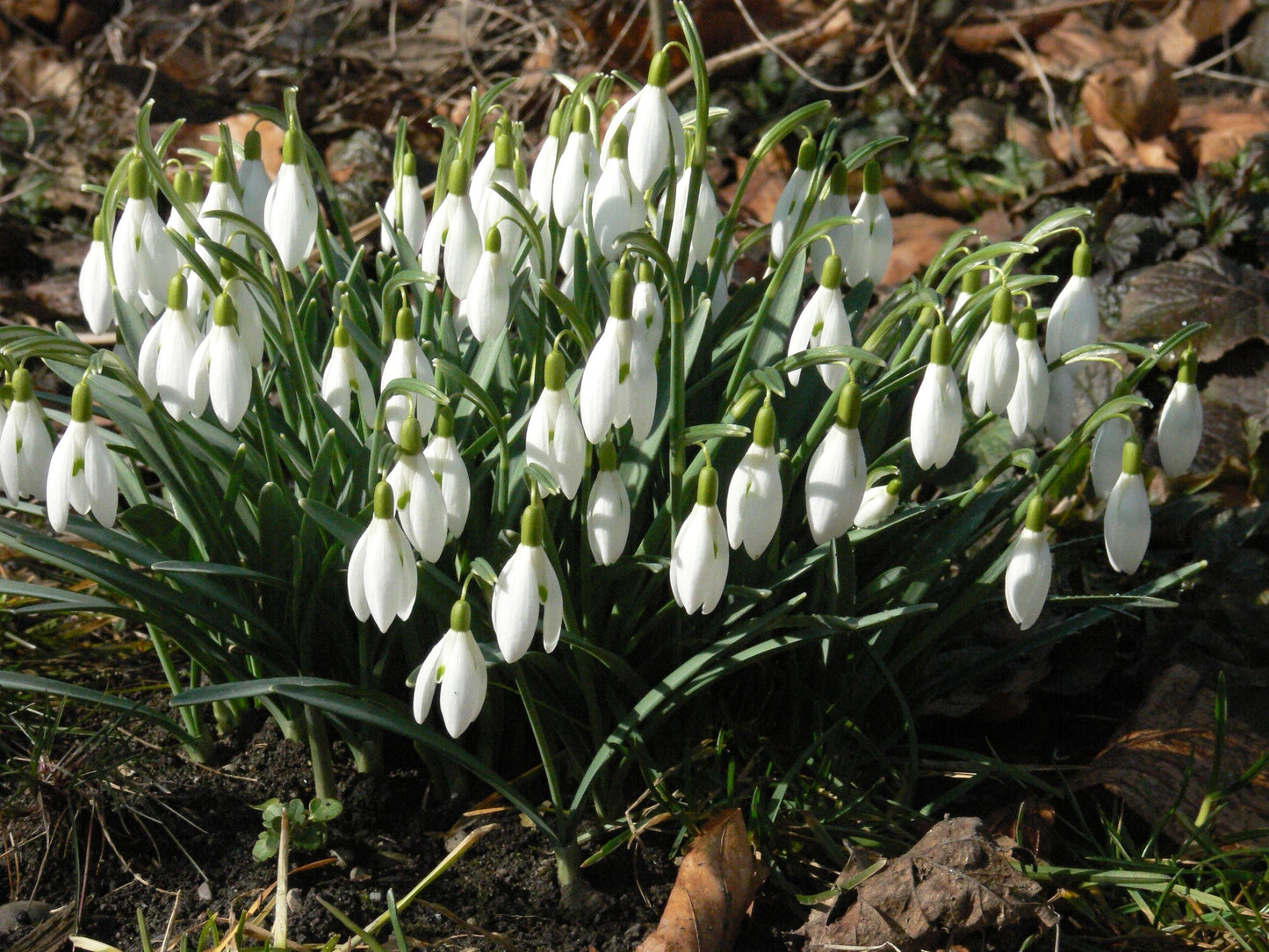 SNOWDROP Galanthus nivalis