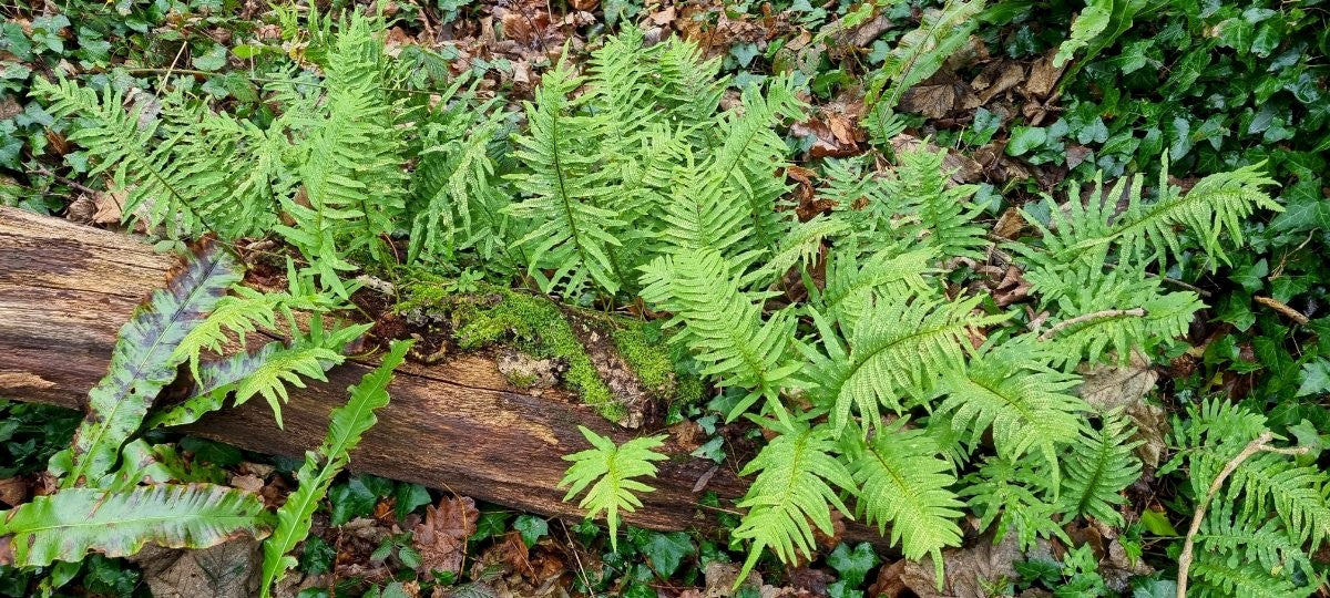 SOUTHERN POLYPODY Polypodium cambricum