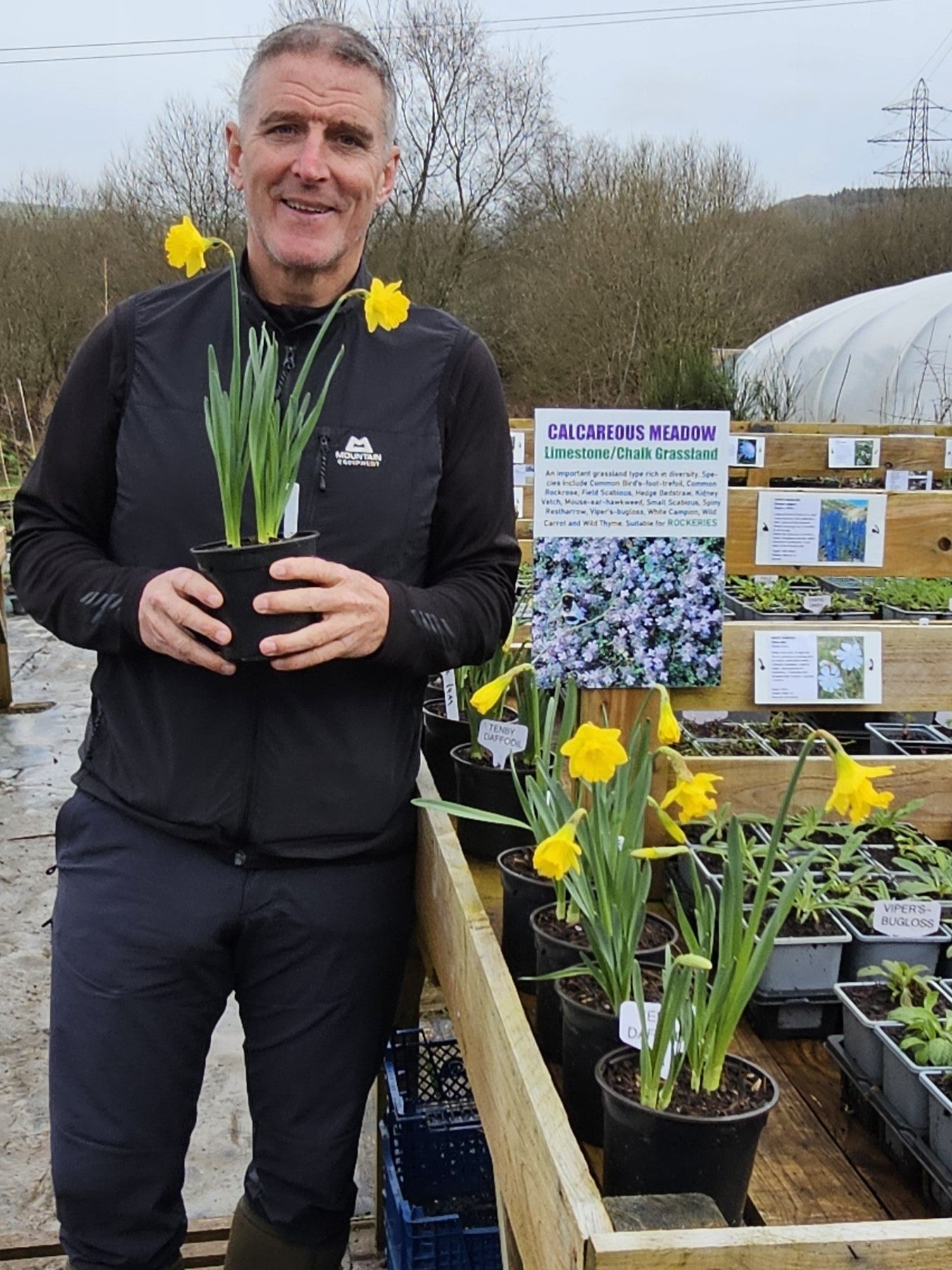 TENBY DAFFODIL Narcissus obvallaris