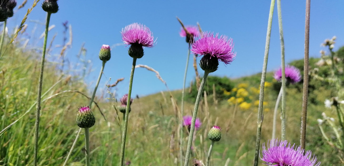 TUBEROUS THISTLE Cirsium tuberosum