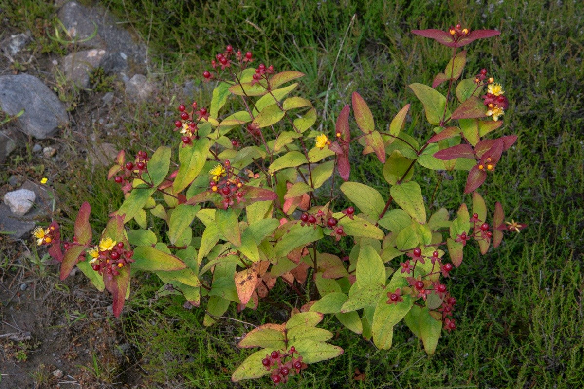 TUTSAN Hypericum androsaemum