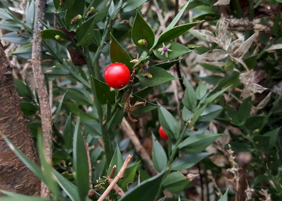BUTCHER'S-BROOM Ruscus aculeatus
