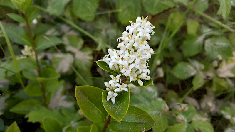 WILD PRIVET Ligustrum vulgare