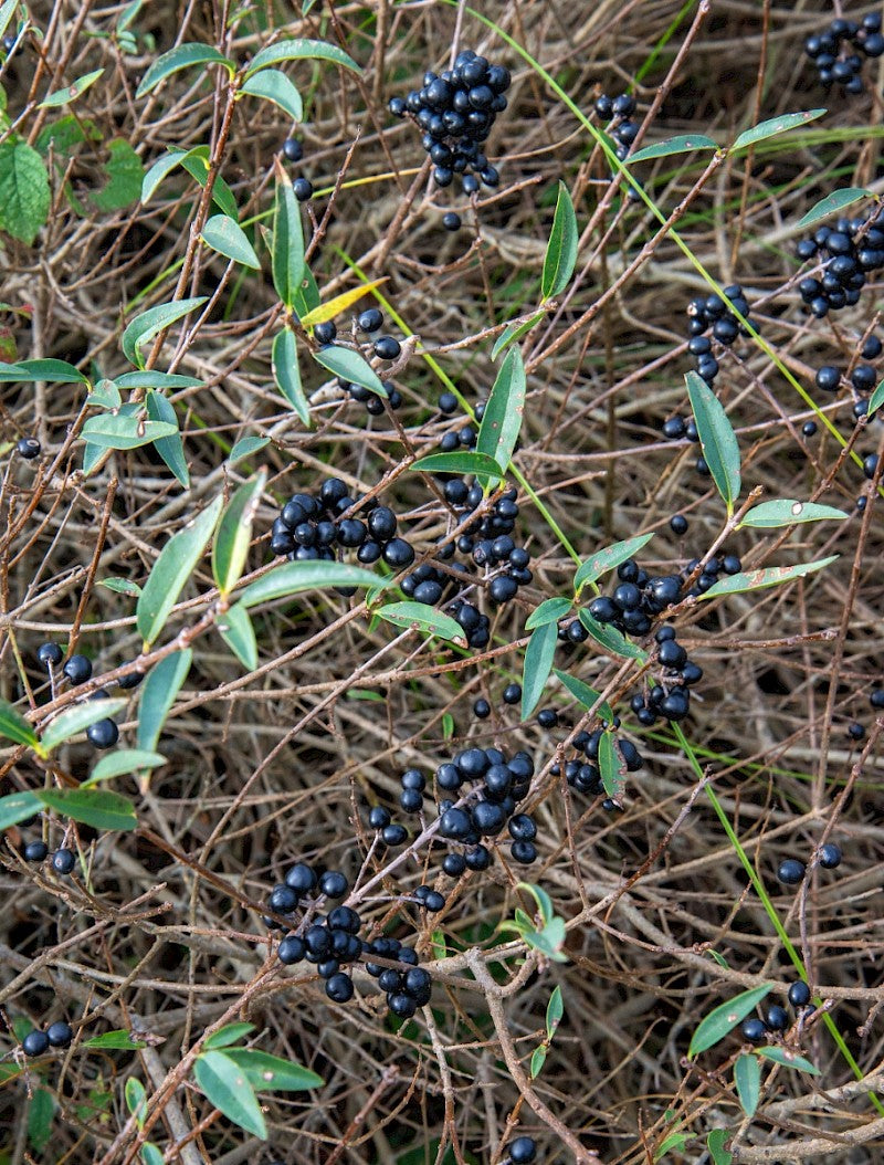 WILD PRIVET Ligustrum vulgare