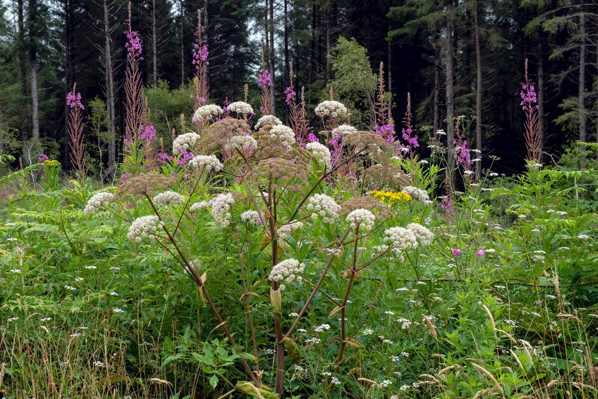 WILD ANGELICA Angelica sylvestris