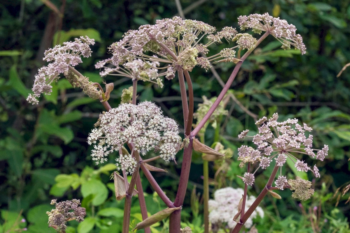 WILD ANGELICA Angelica sylvestris