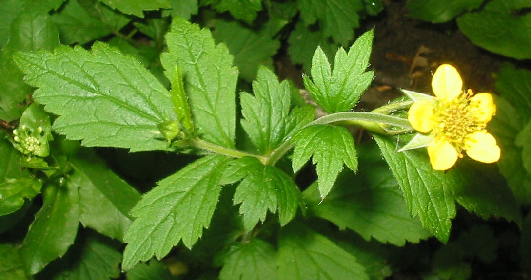 WOOD AVENS  (HERB BENNETT) / Geum urbanum