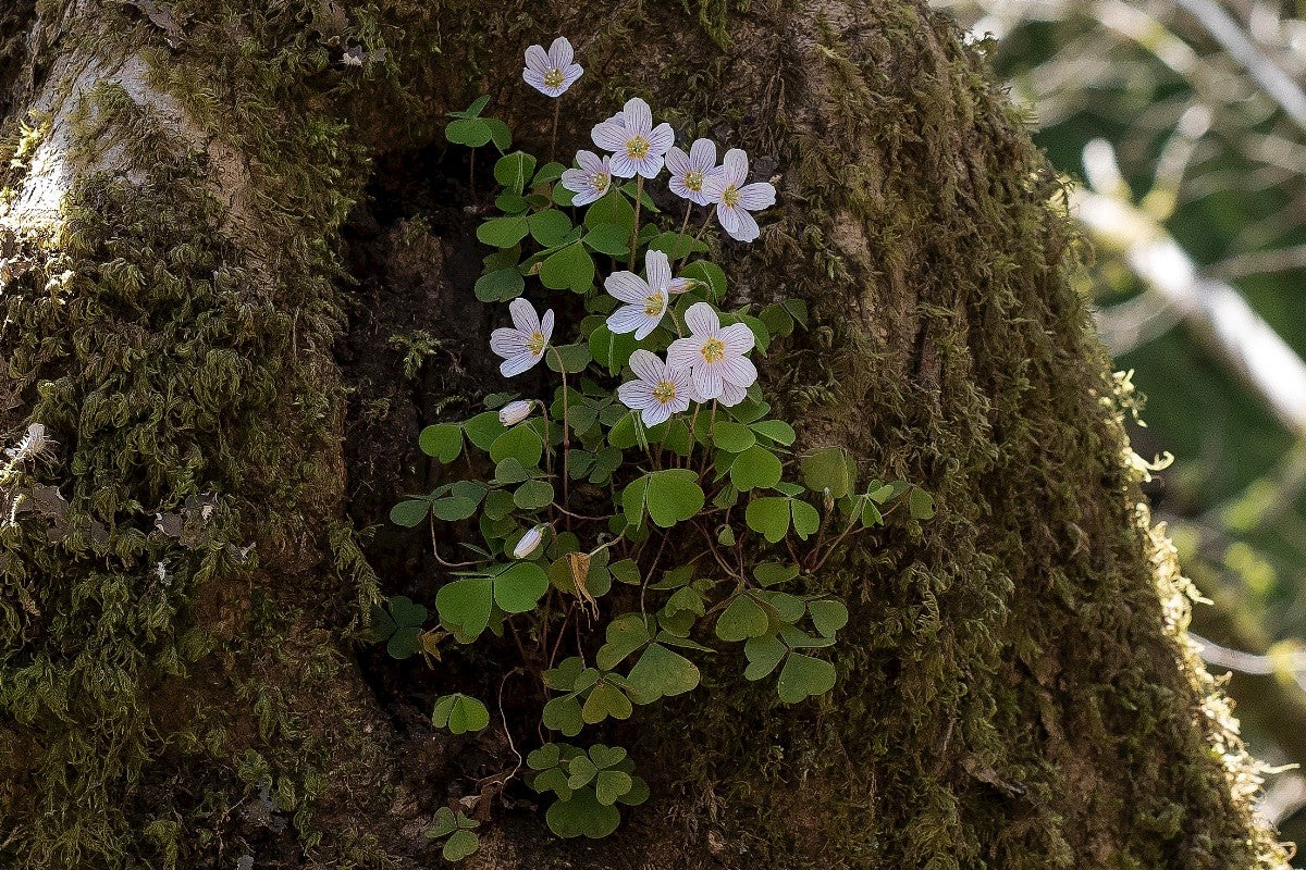 WOOD SORREL Oxalis acetosella