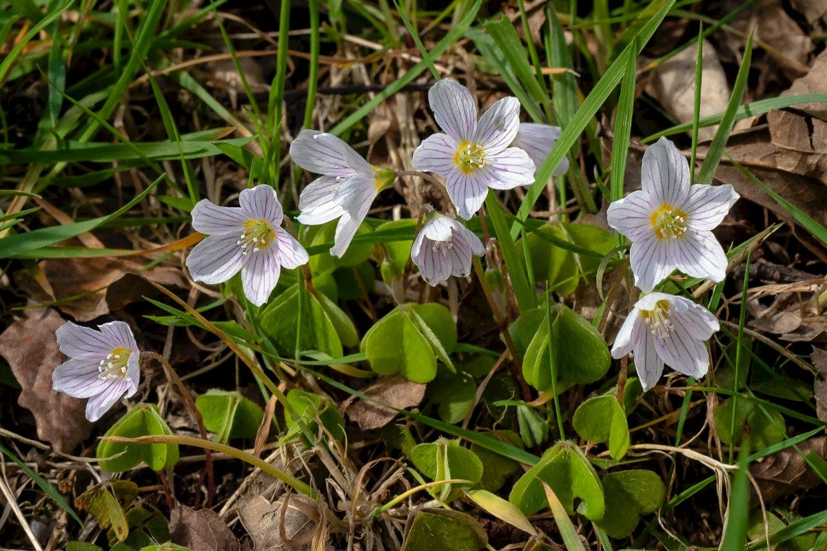 WOOD SORREL Oxalis acetosella