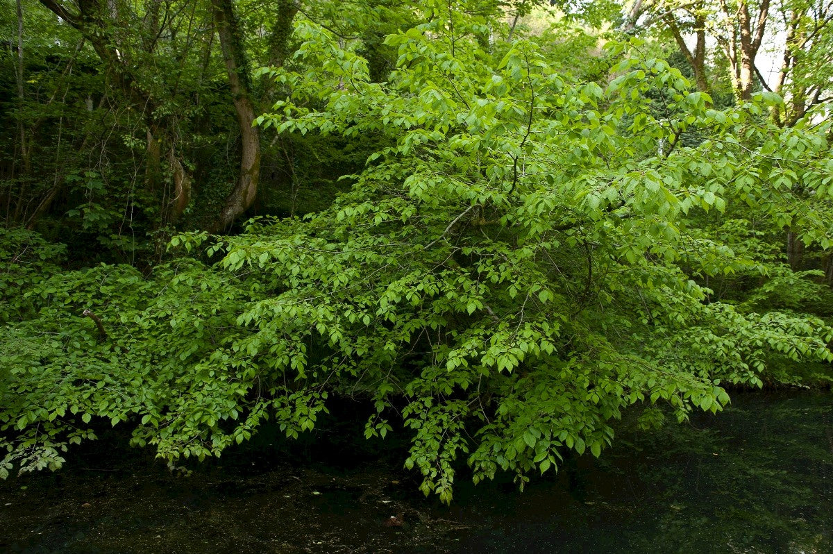 WYCH ELM Ulmus glabra