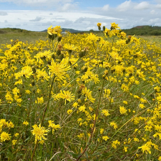 UMBELLATE HAWKWEED Hieracium umbellatum