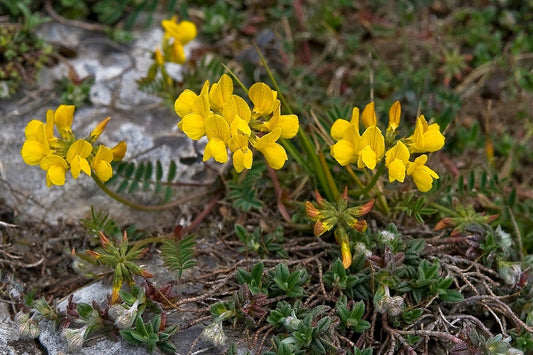 HORSESHOE VETCH  Hippocrepis comosa