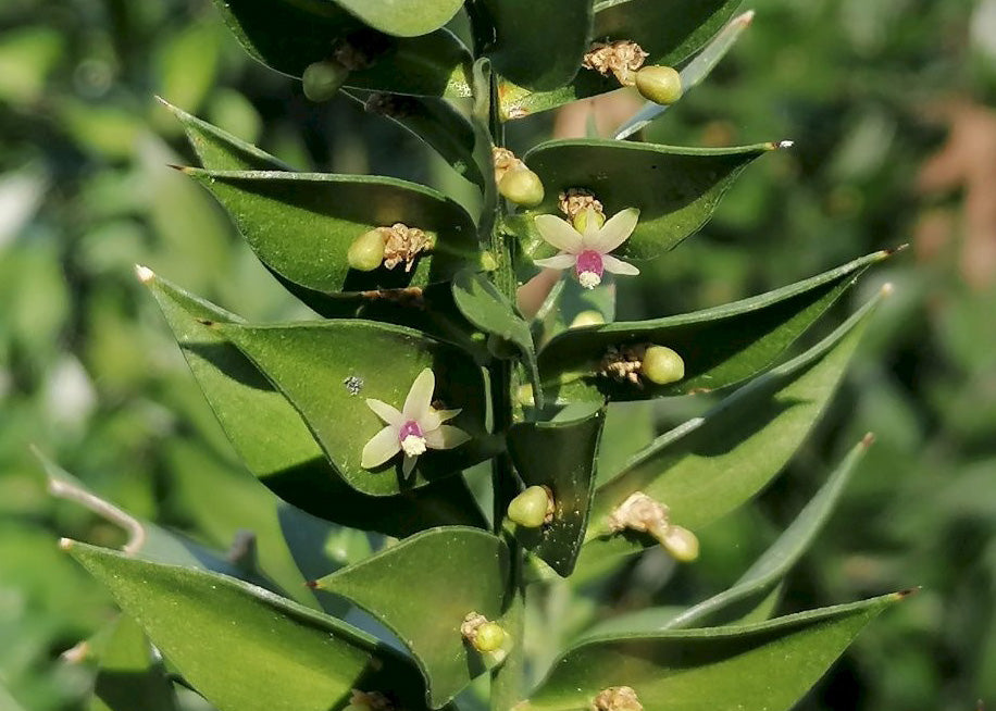 BUTCHER'S-BROOM Ruscus aculeatus