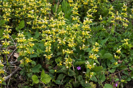 YELLOW ARCHANGEL Lamiastrum galeobdolon subsp. montanum