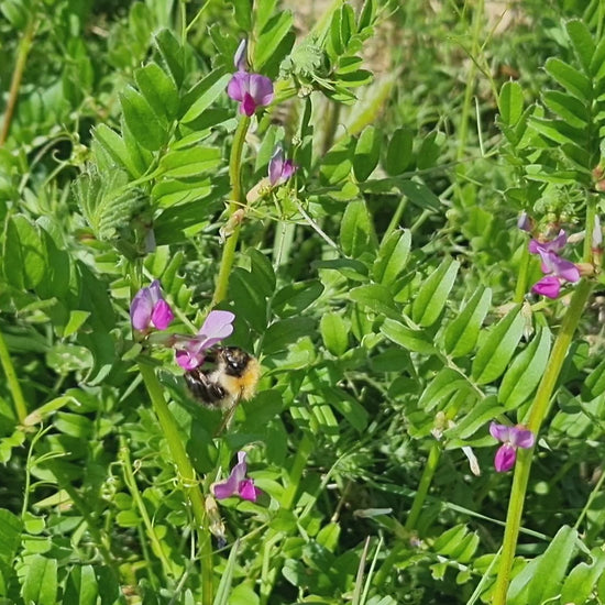 Common Carder Bee feeding on Common Vetch