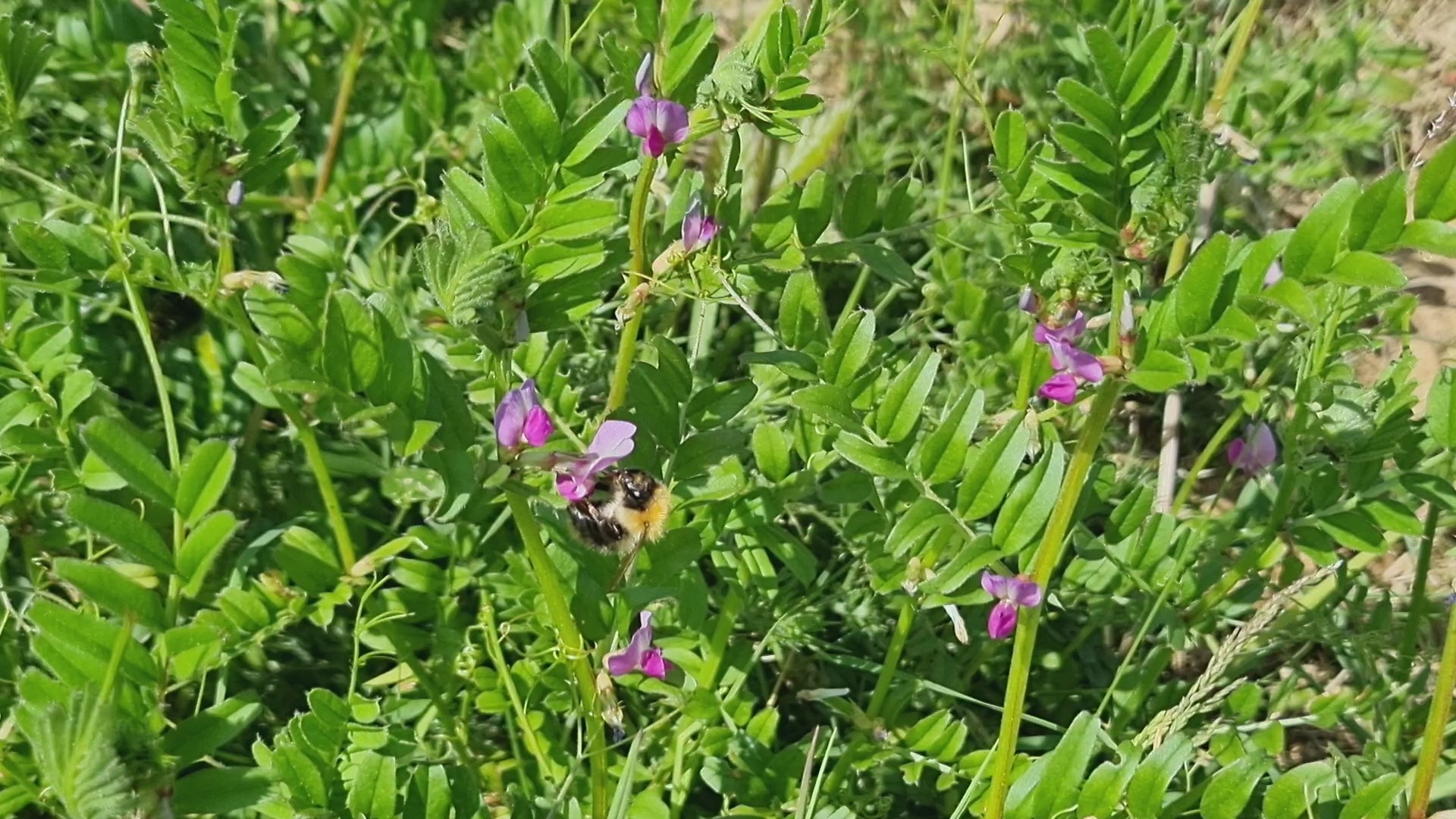 Common Carder Bee feeding on Common Vetch