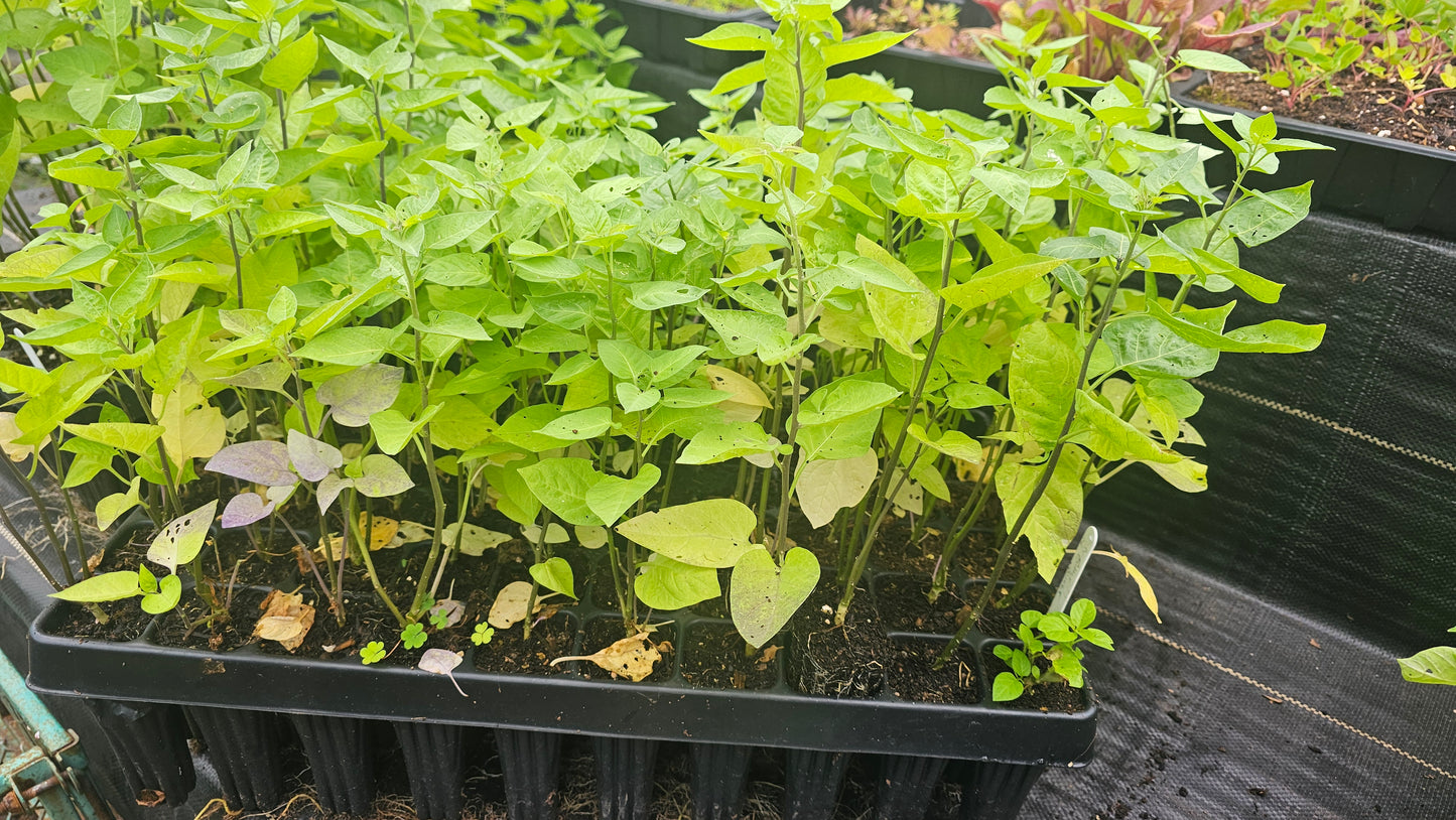 BITTERSWEET Solanum dulcamara