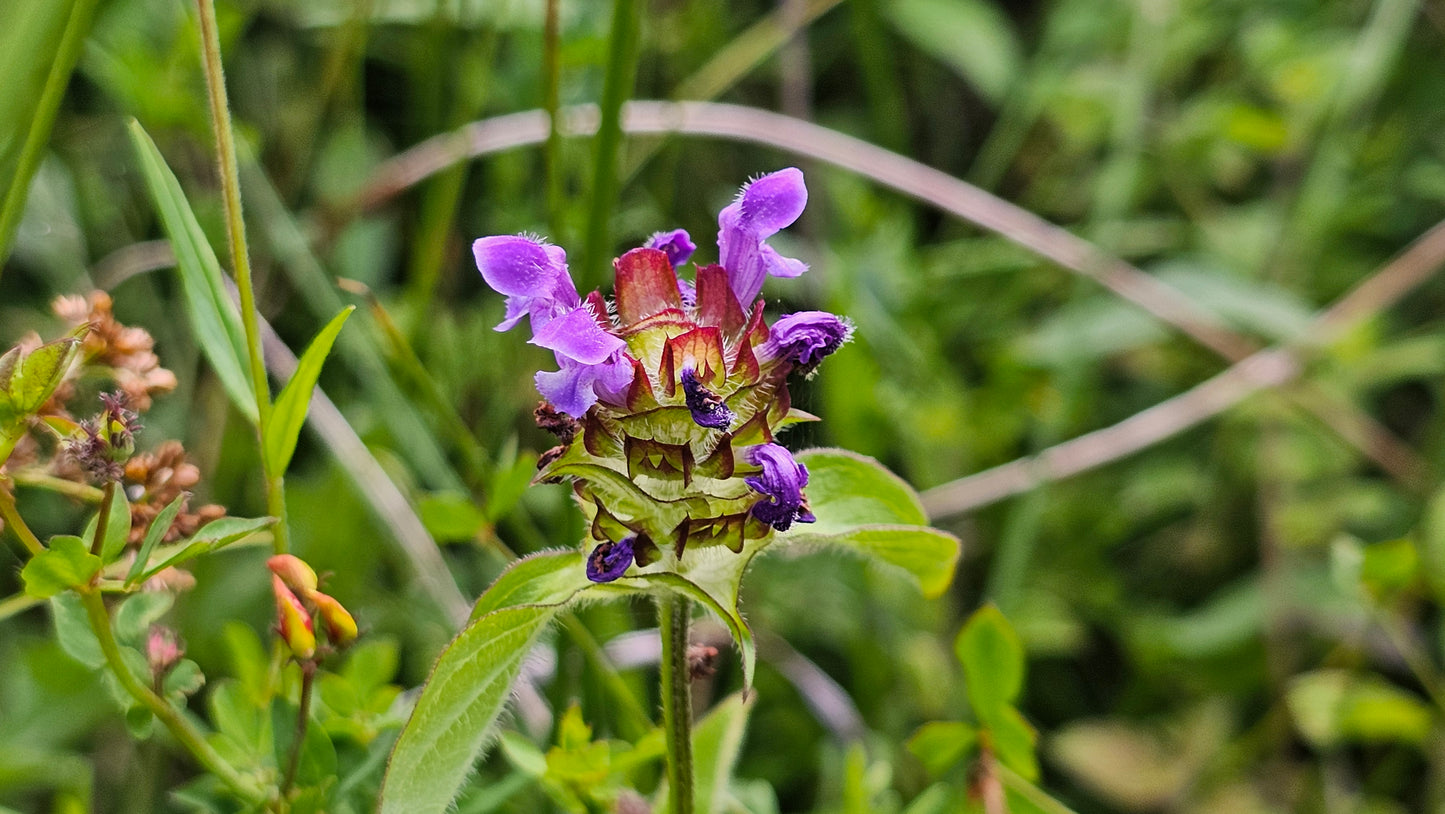 SELFHEAL Prunella vulgaris