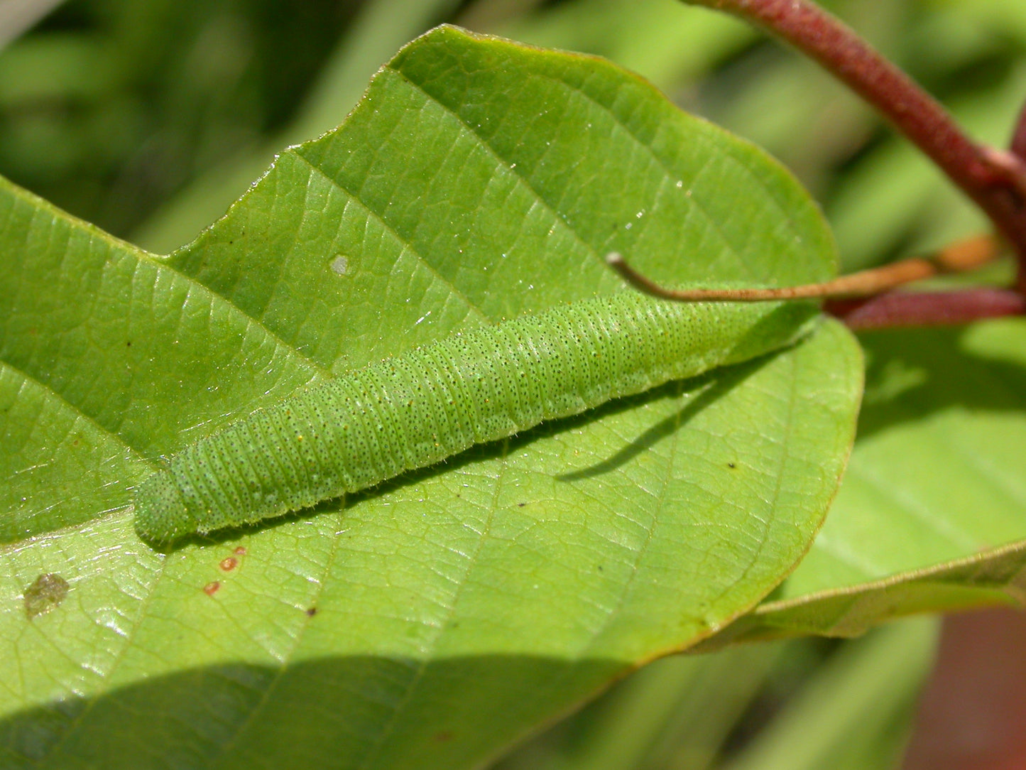 ALDER BUCKTHORN Frangula alnus