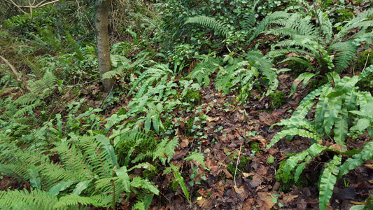 HART'S-TONGUE  Asplenium scolopendrium