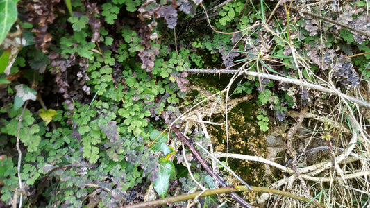 MAIDENHAIR FERN  Adiantum capillus-veneris
