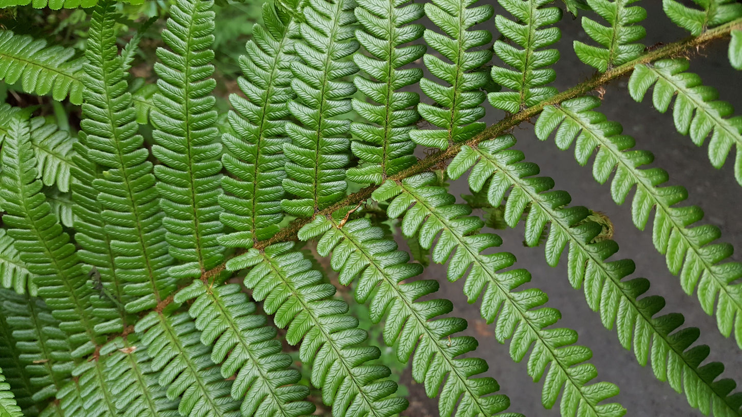 MALE-FERN Dryopteris filix-mas