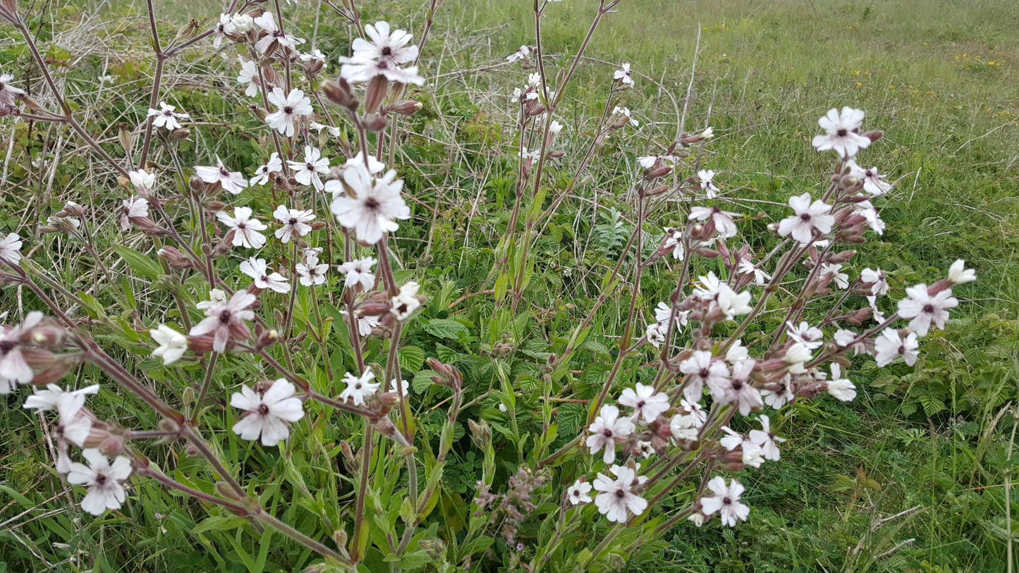 WHITE CAMPION Silene latifolia