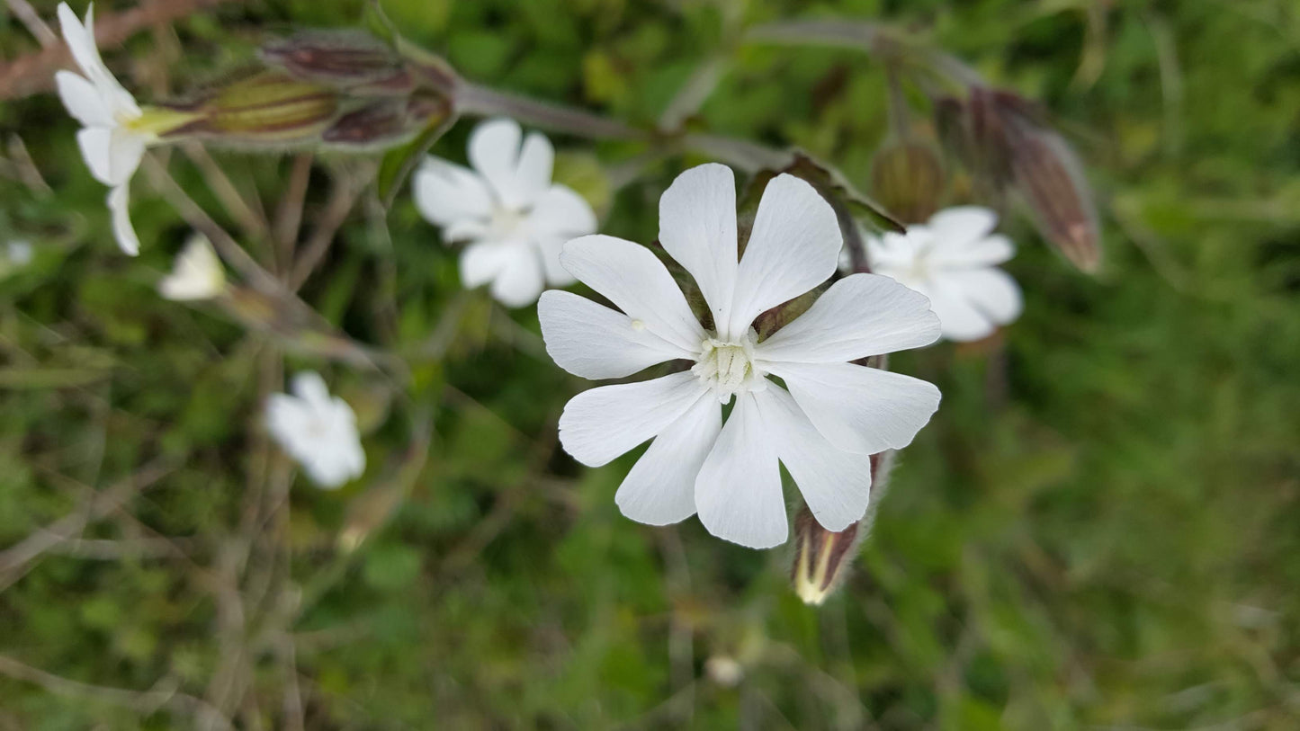 WHITE CAMPION Silene latifolia
