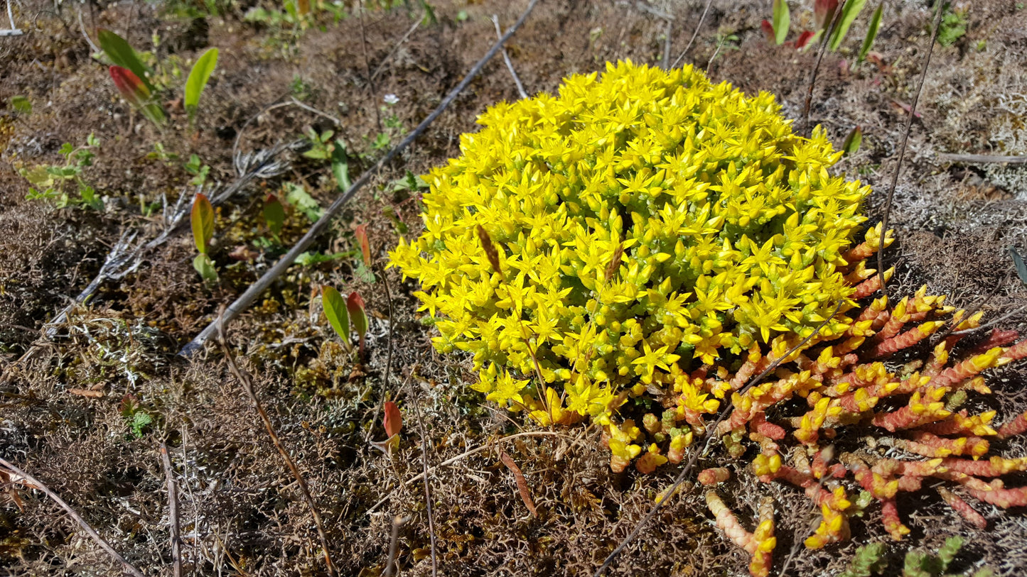 BITING STONECROP Sedum acre