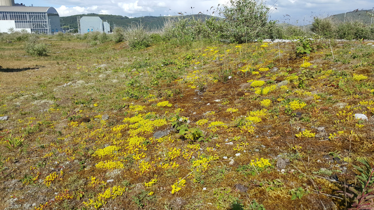 BITING STONECROP Sedum acre