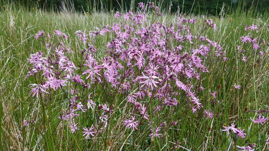 RAGGED ROBIN  Silene flos-cuculi