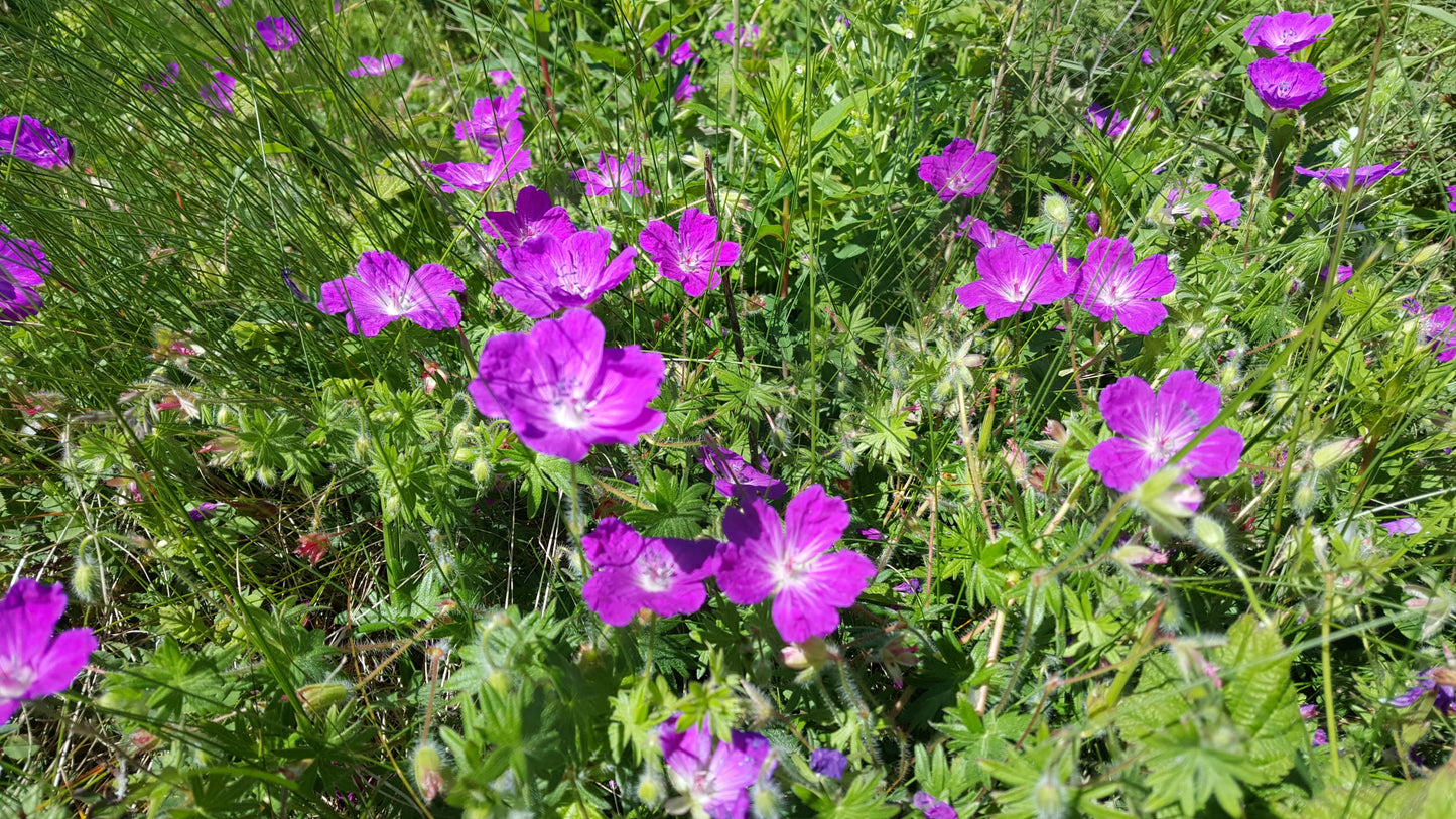 BLOODY CRANE'S-BILL Geranium sanguineum