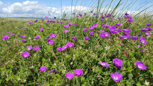 BLOODY CRANE'S-BILL  Geranium sanguineum
