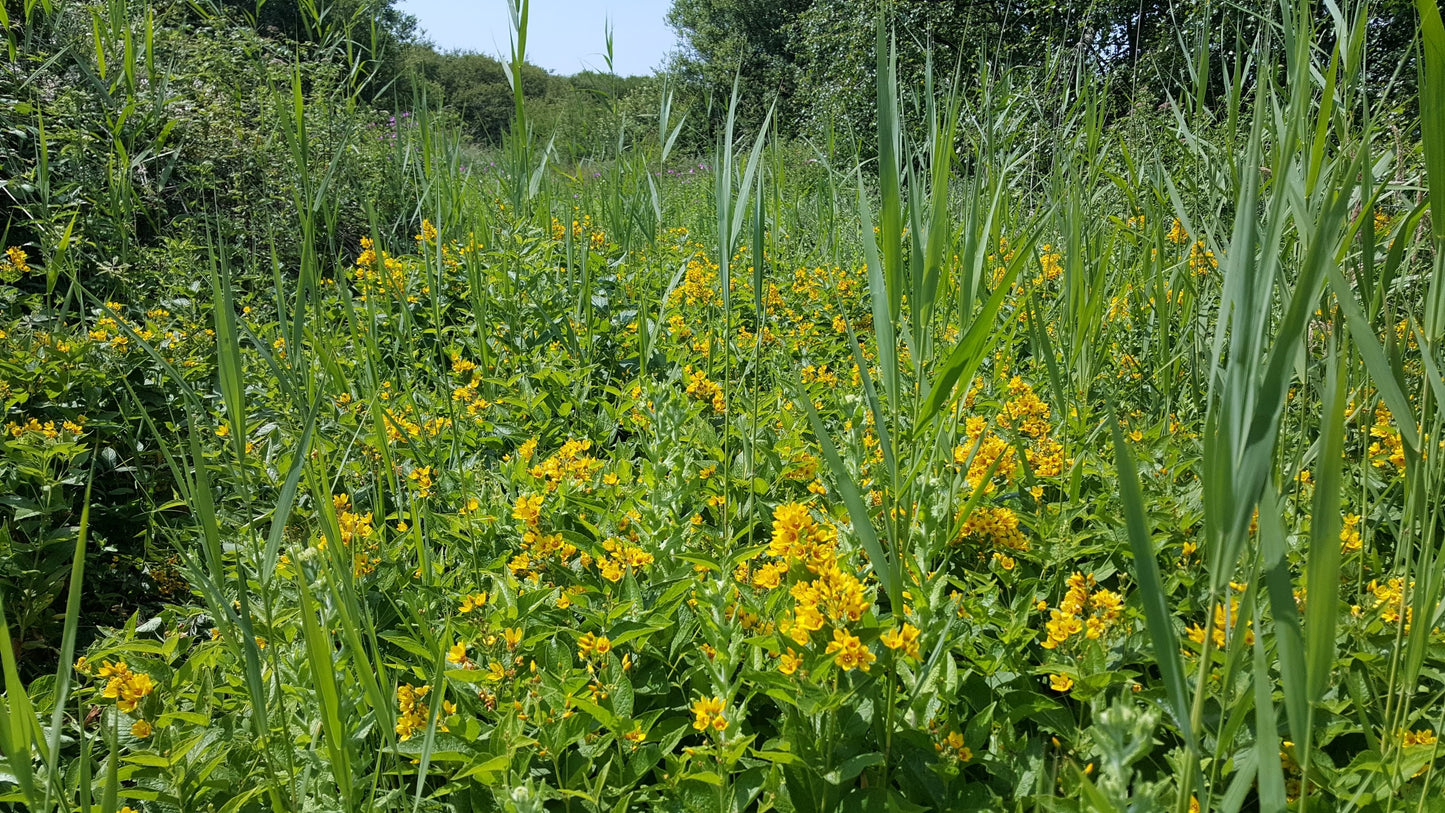 YELLOW LOOSESTRIFE Lysimachia vulgaris
