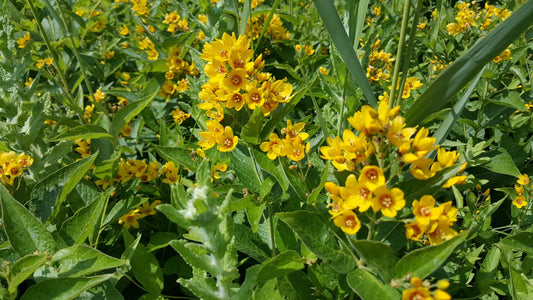 YELLOW LOOSESTRIFE  Lysimachia vulgaris