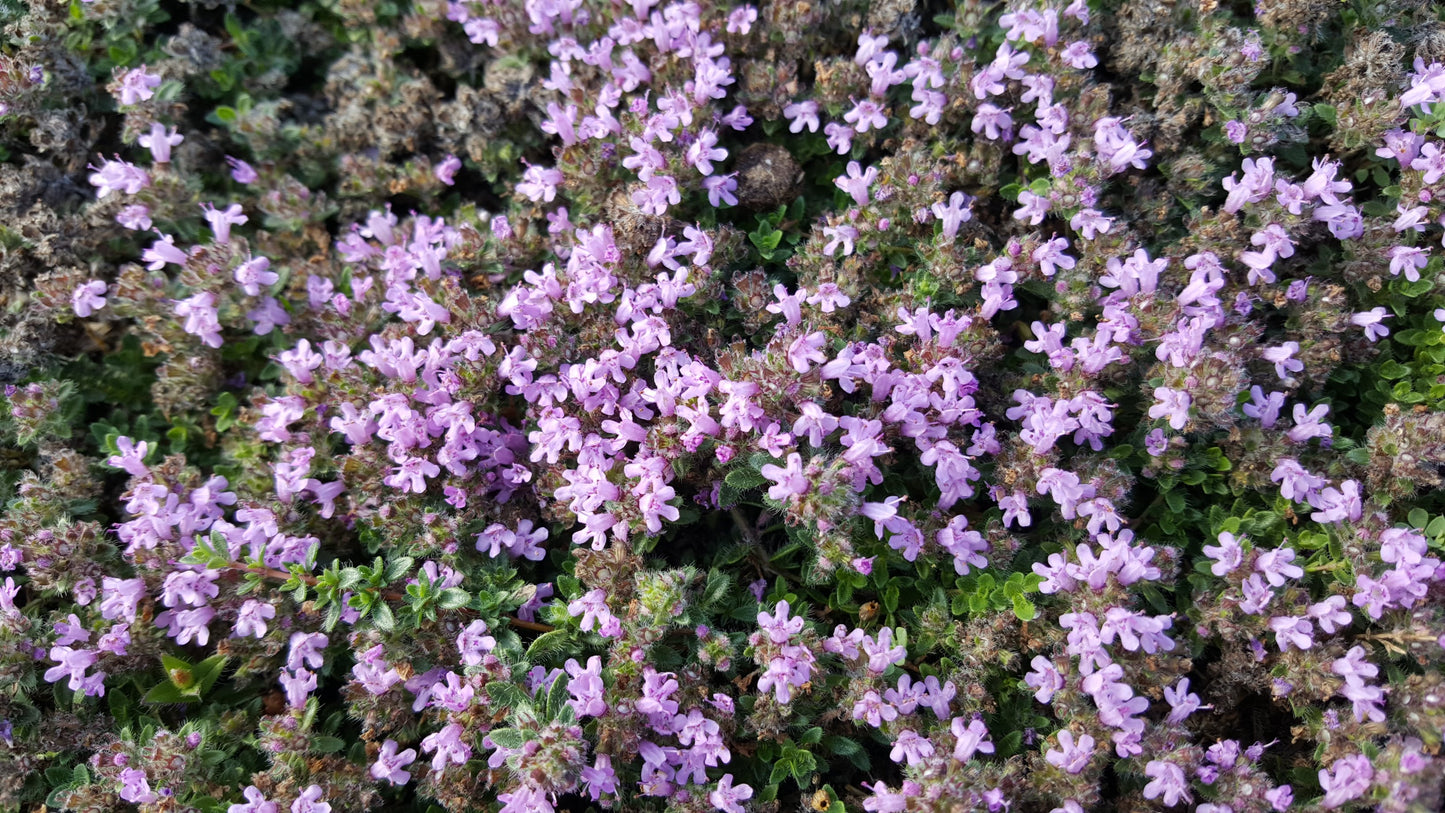 WILD THYME  Thymus polytrichus