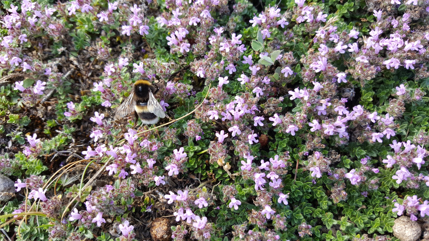 WILD THYME  Thymus polytrichus