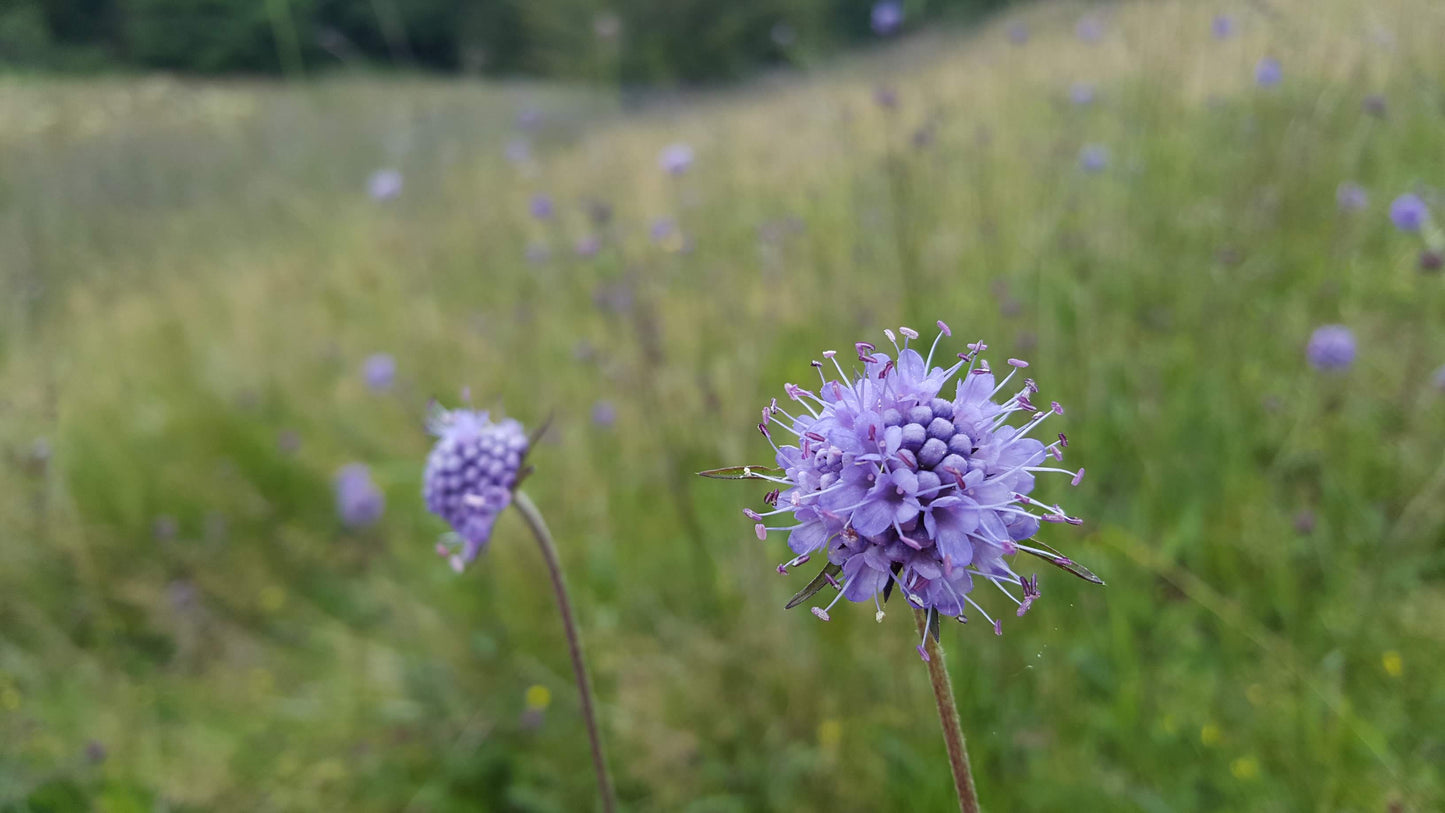 DEVIL'S-BIT SCABIOUS Succisa pratensis