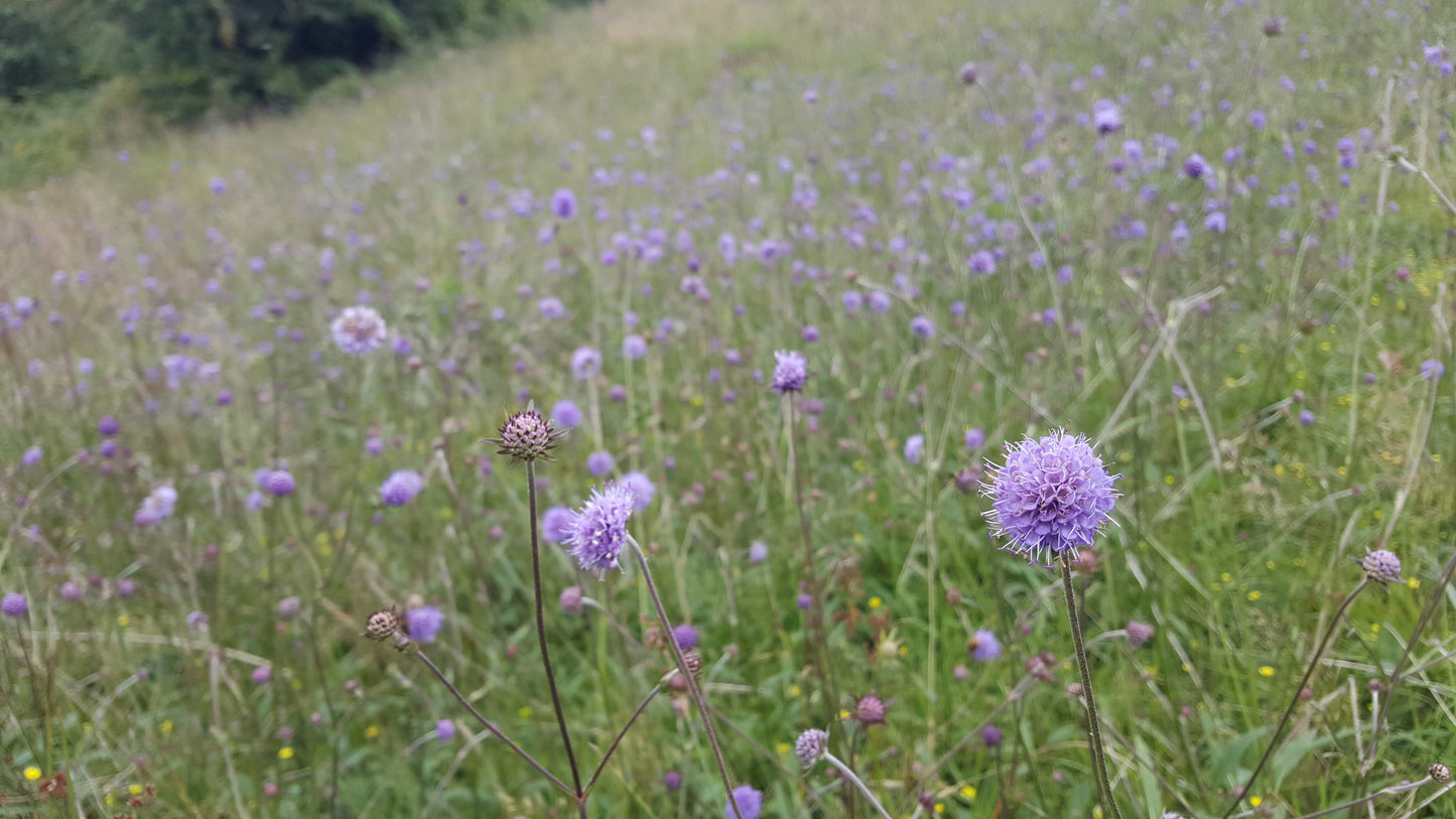 DEVIL'S-BIT SCABIOUS Succisa pratensis