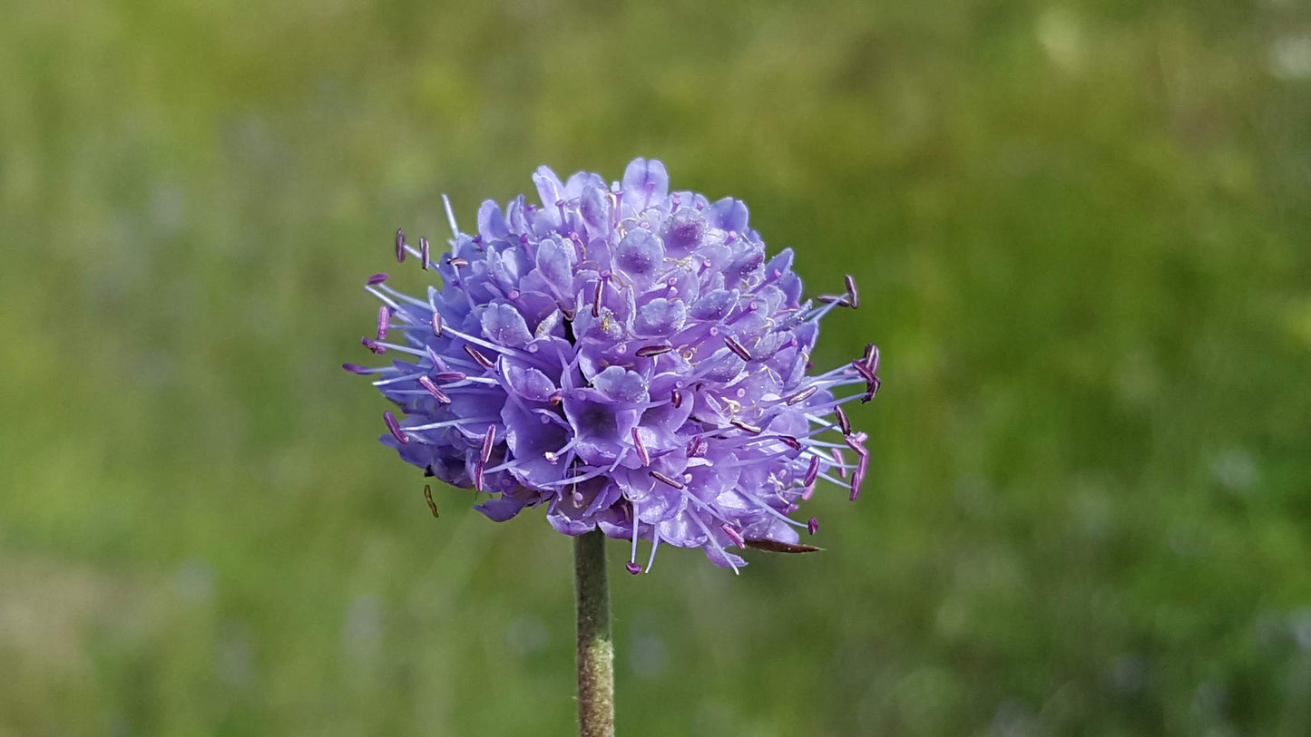 DEVIL'S-BIT SCABIOUS Succisa pratensis