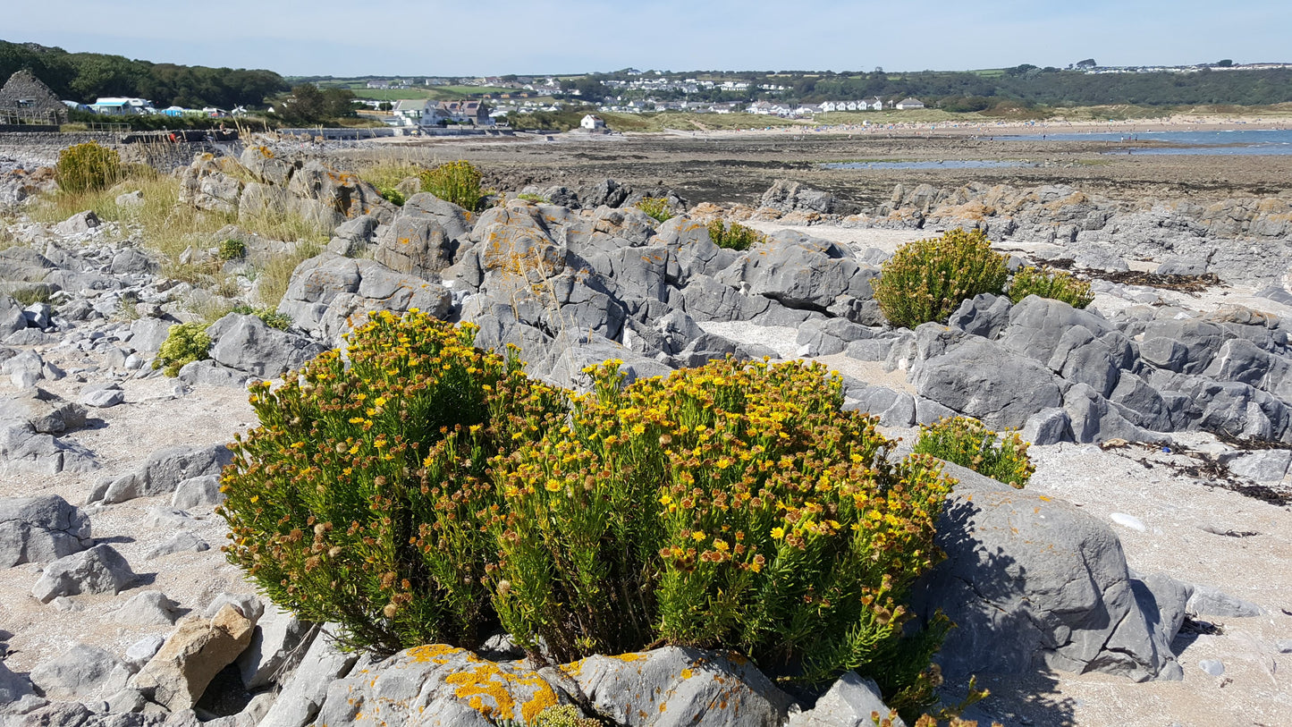 GOLDEN-SAMPHIRE Inula crithmoides