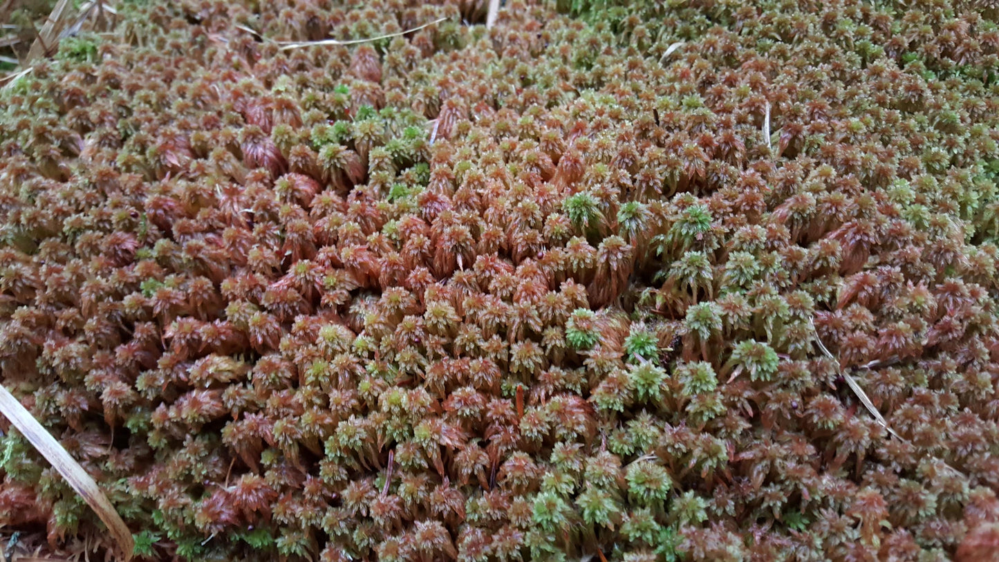 SPHAGNUM / BOG-MOSS (10+ species)