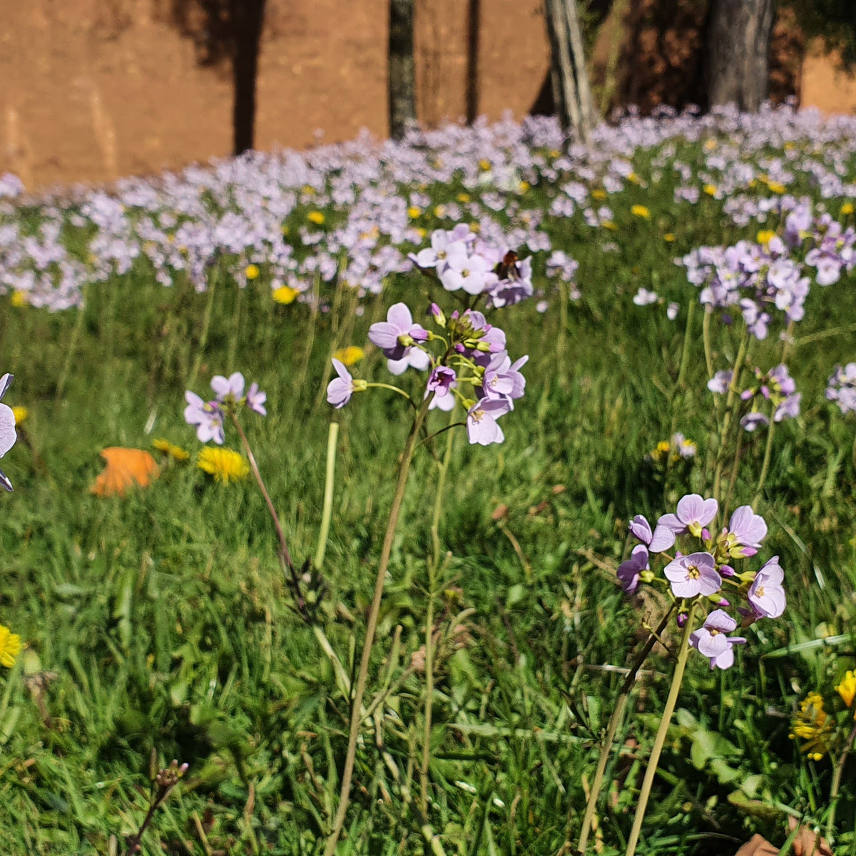 CUCKOOFLOWER Cardamine pratensis  Celtic Wildflowers