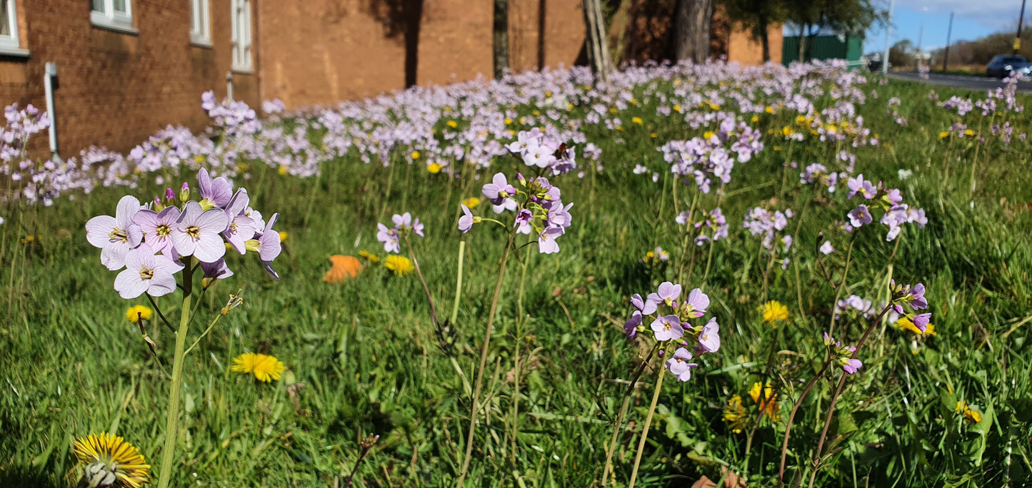CUCKOOFLOWER Cardamine pratensis